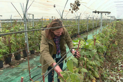 Ce nouveau syst&egrave;me qui veut r&eacute;volutionner l'agriculture - France Tv Info | Pour innover en agriculture | Scoop.it