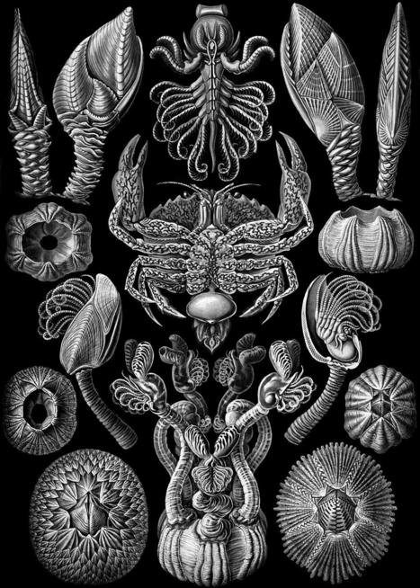 L'hermaphrodisme des crustacés cirripèdes | Insect Archive | Scoop.it