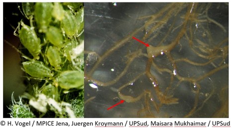 FOCUS PLATEFORME : Comprendre la variation génétique naturelle dans la défense d’Arabidopsis contre les espèces phytoparasitaires ! | Life Sciences Université Paris-Saclay | Scoop.it