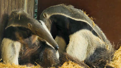 Muurahaiskarhut: Villialueen lempe&auml;t ravinnonhakijat | Watch | 1Uutiset - Lukemisen t&auml;hden | Scoop.it