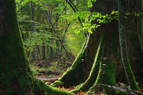 L’appel de la forêt de Bialowieza | EntomoNews | Scoop.it