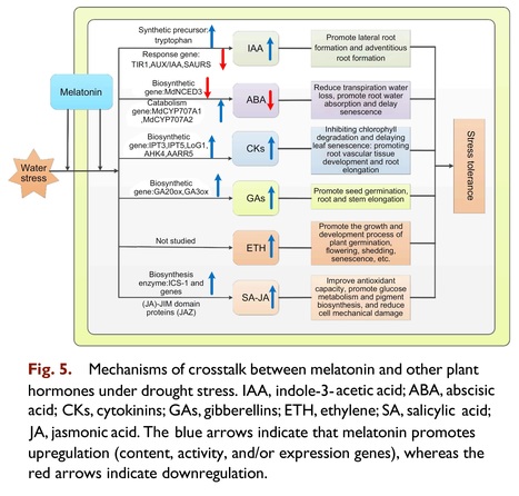 Melatonin modulates the tolerance of plants to water stress: morphological response of the molecular mechanism - Review | Plant hormones (Literature sources on phytohormones and plant signalling) | Scoop.it