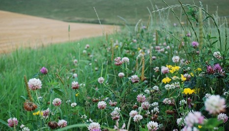 La biodiversit&eacute; et l&rsquo;Universit&eacute; Paris-Saclay : Cinq questions &agrave; Jane Lecomte, directrice du laboratoire Ecologie, Syst&eacute;matique et Evolution | EntomoScience | Scoop.it