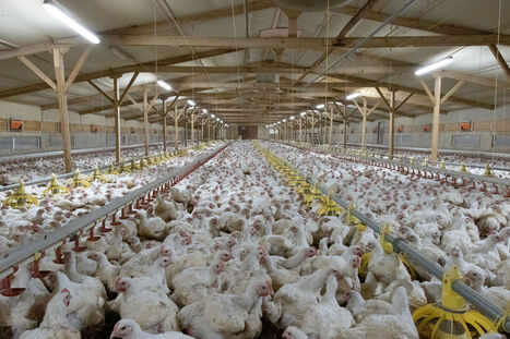 NORWAY: The country will fully transition away from fast-growing chicken breeds by 2027 | LE GRAND NORD | Scoop.it