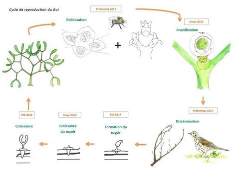 MOOC Botanique : Le Gui, un exemple de parasitisme partiel mais aussi de mutualisme ! | EntomoScience | Scoop.it