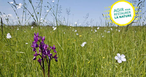 Pr&eacute;servation de la biodiversit&eacute; : la France a remis &agrave; la Commission europ&eacute;enne son projet de Plan national pour la restauration de la nature -&nbsp;Minist&egrave;re de la Transition &eacute;cologique | Biodiversit&eacute; | Scoop.it