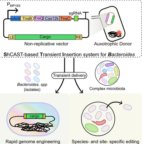 Targeted genomic editing of human gut Bacteroides species based on CRISPR-associated transposases | csys | RMH | Scoop.it