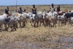En pleine famine, l'Éthiopie vend ses terres fertiles à des multinationales - RTBF Monde | Revue de presse "Afrique" | Scoop.it