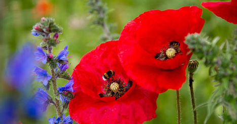 Le d&eacute;clin massif des insectes menace l'agriculture et la biodiversit&eacute; - Le Monde | Biodiversit&eacute; | Scoop.it
