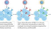 HIV Vaccine Advance Expands Understanding of Adaptive Immunity | Shane Crotty posted on the topic | Immunology and Biotherapies | Scoop.it