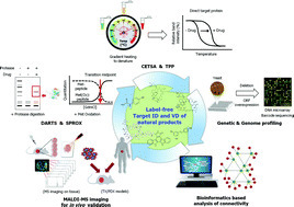 Advances in identification and validation of protein targets of natural products without chemical modification - Natural Product Reports | Natural Products Chemistry Breaking News | Scoop.it