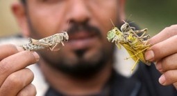 5 bonnes raisons de manger des insectes | Economie Responsable et Consommation Collaborative | Scoop.it