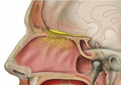 Covid-19 et perte d’odorat : du nouveau sur la persistance du SARS-CoV-2 et son potentiel neuroinvasif – | Revue de presse | Scoop.it