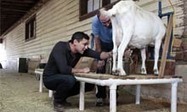 Synthetic biology and the rise of the 'spider-goats' | Science News | Scoop.it