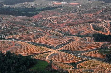 Indonésie: Procter & Gamble accusé de favoriser la déforestation | Economie Responsable et Consommation Collaborative | Scoop.it