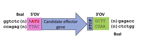 Zenodo: A clone resource of Magnaporthe oryzae effectors that share sequence and structural similarities across host-specific lineages (2019) | Plants and Microbes | Scoop.it