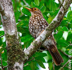 Nouvelle victoire en faveur d’un oiseau mondialement menacé ! | Biodiversité | Scoop.it