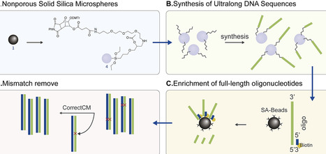 Chemically synthesized high-fidelity oligos &le; 600 nt as building blocks to accelerate complex gene construction in synthetic biology | sbio | RMH | Scoop.it