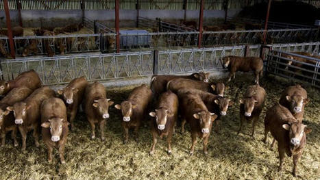 Affiner le suivi de l&rsquo;usage des antibiotiques pour les jeunes bovins | Actualit&eacute;s de l'&eacute;levage | Scoop.it