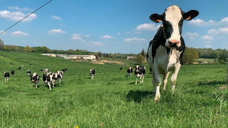 La gestion du parasitisme chez les bovins | SCIENCES DE L' ANIMAL | Scoop.it