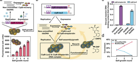 Reconstituting transcription&ndash;translation-coupled DNA replication within complex in vitro biological systems | Nature Communications | RMH | Scoop.it