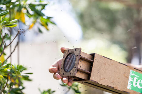 &laquo;&nbsp;Vaincre le moustique-tigre par le moustique-tigre&nbsp;&raquo;&nbsp;: la st&eacute;rilisation des m&acirc;les porte ses fruits | EntomoNews | Scoop.it