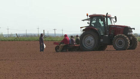 Temporary foreign workers will still be at risk after new P.E.I. safeguards take effect, advocate says | CBC News | Newcomers and Immigrants in Canada | Scoop.it