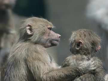 6 Amazing Ways Animals Show Compassion (audio interview  Frans de Waal) | Empathy and Animals | Scoop.it