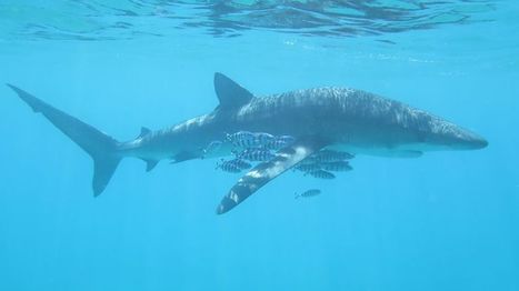 Un requin de plus de deux mètres s'échoue sur une plage d'Argelès | Biodiversité | Scoop.it