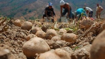 Au #Venezuela, la souveraineté commence par les semences #agriculture #environnement #OGM #GMO #alimentation  #santé #souveraineté #VenezuelaCePaysQuiDérangeLaCaste | Infos en français | Scoop.it
