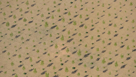 Climat : les limites de la reforestation | Revue de presse du Centre de doc | Scoop.it