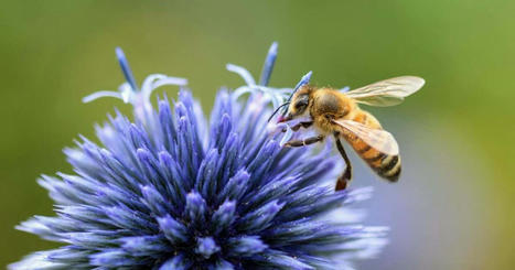 Insectes : alerte disparition | EntomoScience | Scoop.it