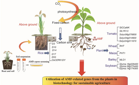 Utilization of arbuscular mycorrhizal fungi symbiosis-related genes from host plants in biotechnology for sustainable agriculture | crb | RMH | Scoop.it