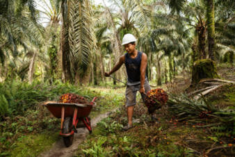 Nestlé announces new action to address labour rights issues in palm oil sector | Responsible Sourcing | Scoop.it