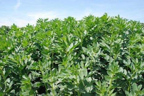 Protéagineux : progresser sur l’agronomie pour bénéficier des avancées variétales | SCIENCES DU VEGETAL | Scoop.it