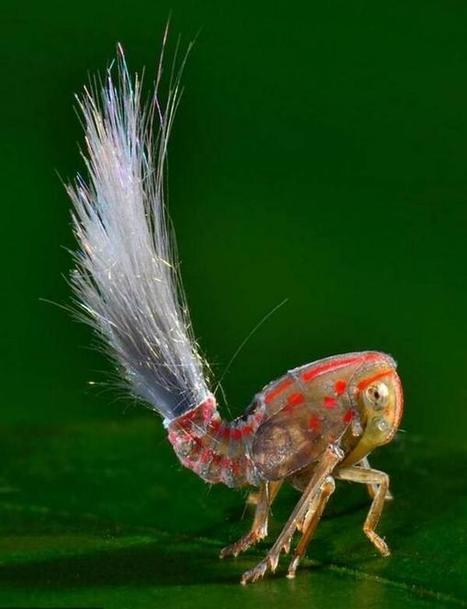 Une cicadelle du Suriname, ... | Variétés entomologiques | Scoop.it