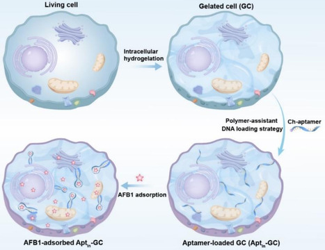 Intracellular artificial DNA receptor-loaded gelated cells for aflatoxin theranostics | Ncm | RMH | Scoop.it