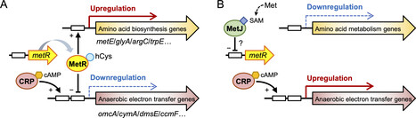 Cross-regulation of amino acid synthesis and anaerobic electron transfer by MetR-mediated methionine signaling | JBac | RMH | Scoop.it