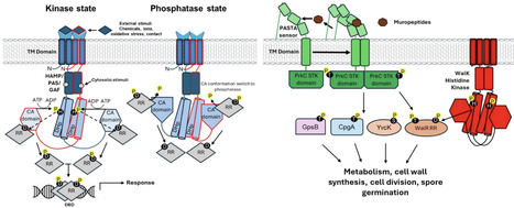 Regulation of bacterial phosphorelay systems | RSC | RMH | Scoop.it
