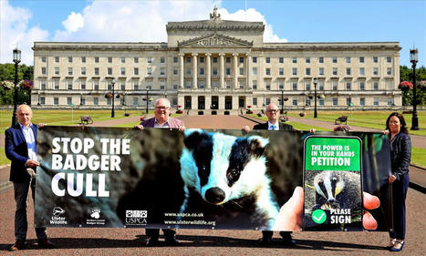 Public Urged to Sign Petition to Stop Badger Cull | World Science Environment Nature News | Scoop.it