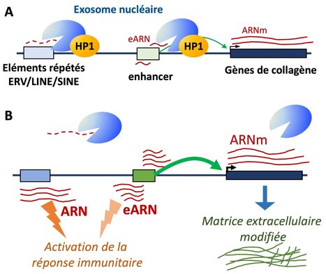 HP1 targets the RNA exosome to chromatin | I2BC Paris-Saclay | Scoop.it