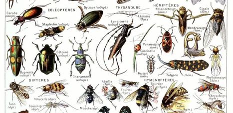 Le printemps silencieux des insectes - Le blob, l'extra-média | Biodiversité | Scoop.it