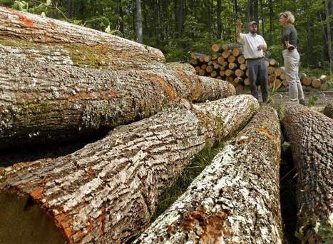 U.S. Sen. Tammy Baldwin pushing for federal forest management reform | Timberland Investment | Scoop.it