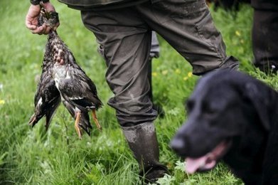 Les chasseurs obtiennent une &laquo; d&eacute;rogation &agrave; des fins scientifiques &raquo; pour le gibier d'eau | Plan&egrave;te, Nature et Biodiversit&eacute; | Scoop.it