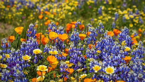 Sans pollinisateurs, les fleurs des champs font des bébés toutes seules | EntomoScience | Scoop.it