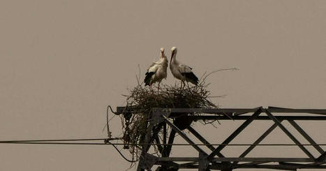 De nombreuses espèces d’oiseaux nichent et pondent leurs œufs près d’un mois plus tôt | Biodiversité | Scoop.it