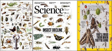 Le déclin mondial des insectes est le résultat d'un échec politique délibéré. Plan de bataille pour l'entomologie | EntomoNews | Scoop.it