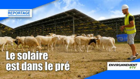L'agrivoltaïsme à l'épreuve du terrain - Environnement Magazine | Pour innover en agriculture | Scoop.it