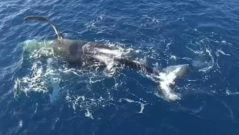 Saison des baleines : 3 infractions dress&eacute;es lors des contr&ocirc;les en mer | Revue de presse C&eacute;tac&eacute;s | Scoop.it