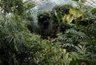 la scrofulaire noueuse dénoue les articulations douloureuses | Santé par les plantes | Scoop.it